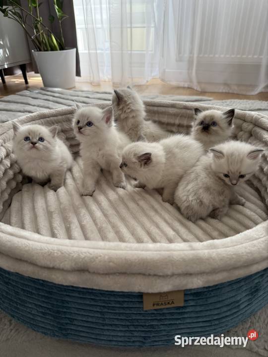 Neva Masquerade kocurki rodowód FPL Rzeszów