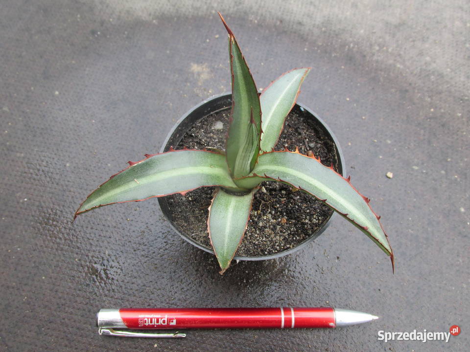 Mrozoodporna agawa do 15C agave lophantha Kraków