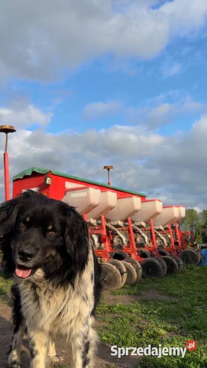 Usługa siewu kukurydzy warmińsko-mazurskie Lidzbark Warmiński sprzedam