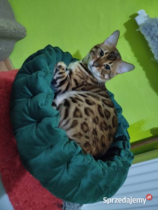 Reproduktor kot bengalski Kenzo krycie Iskrzynia