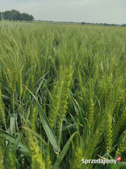 Pszenica ozima KWS Fenomen oścista zaprawa Świecie sprzedam