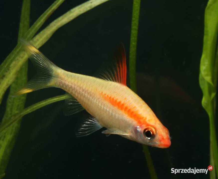 Brzanka Denisona odmiana GOLD Sahyadria Gdańsk