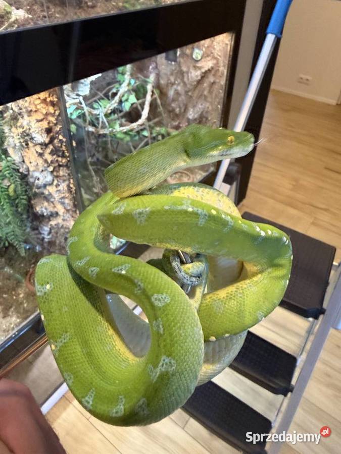 Morelia viridis pyton zielony Częstochowa