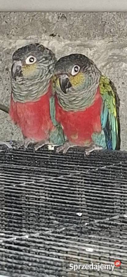 Rudosterki Czerwono brzuche Jarosław