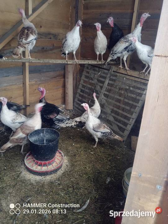 Sprzedam indyki likwidacja chdowli Spytkowice