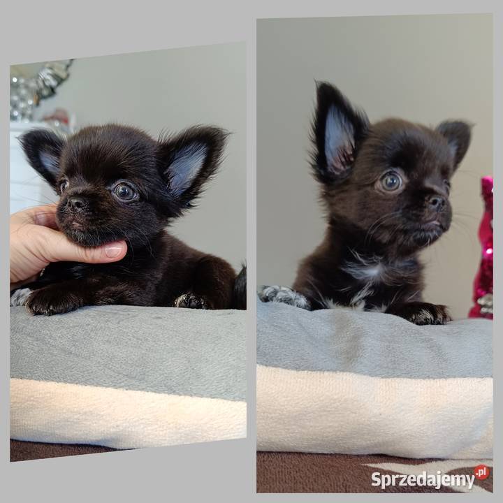 Chihuahua piesek długowłosy czarny rodowód Bełchatów sprzedam