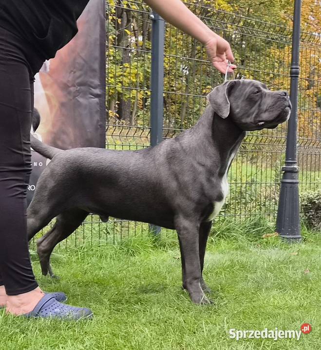 Piękny szary szczeniak pies Cane Corso ZKwP FCI Gończyce sprzedam