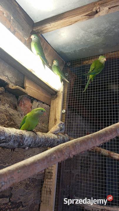 Sprzedam barbandy Ptaki