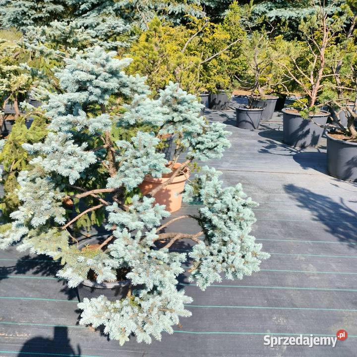 Bonsai jałowiec sosna świerk jodła łódzkie Jelitów