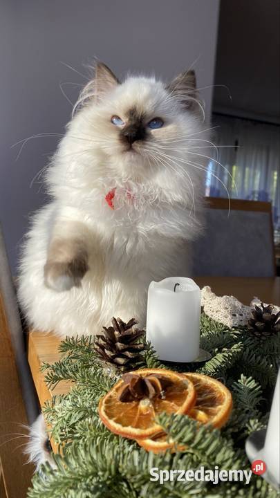 Gotowe do odbioru Ragdoll FPL śląskie Katowice