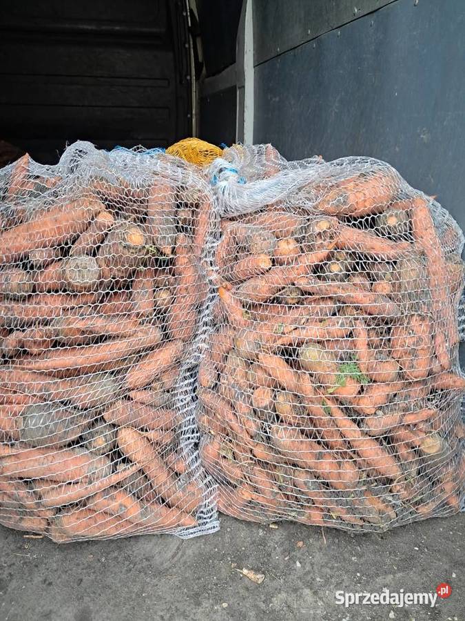 Marchew paszowa odpadowa Rolnictwo Pińczów