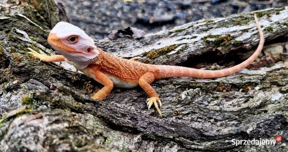 Agama brodata Half monster