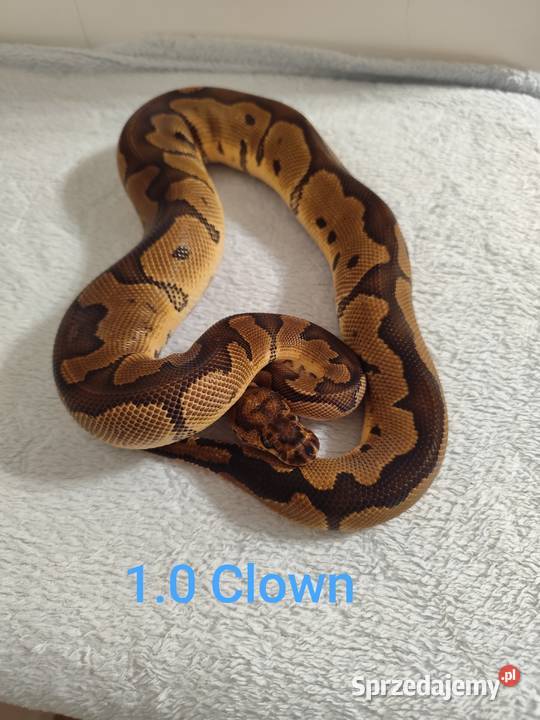 Pytony Królewskie młode i dorosłe mazowieckie