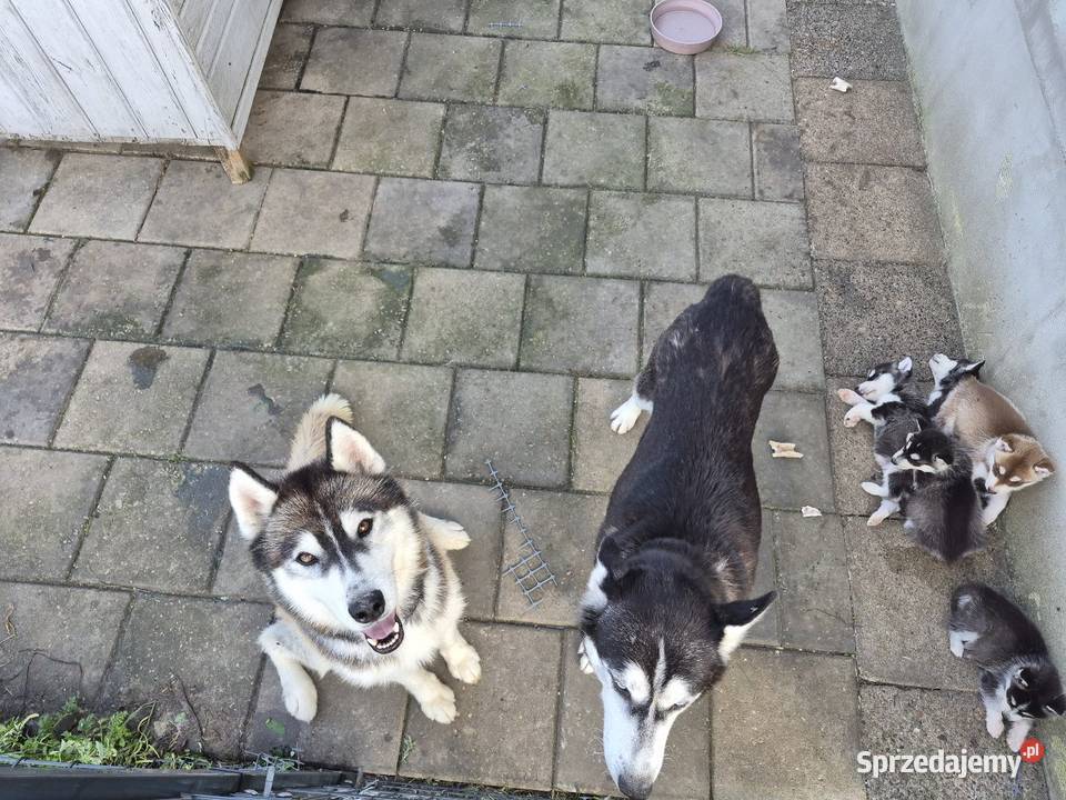 Szczeniaki Syberian Husky Samsonów-Piechotne