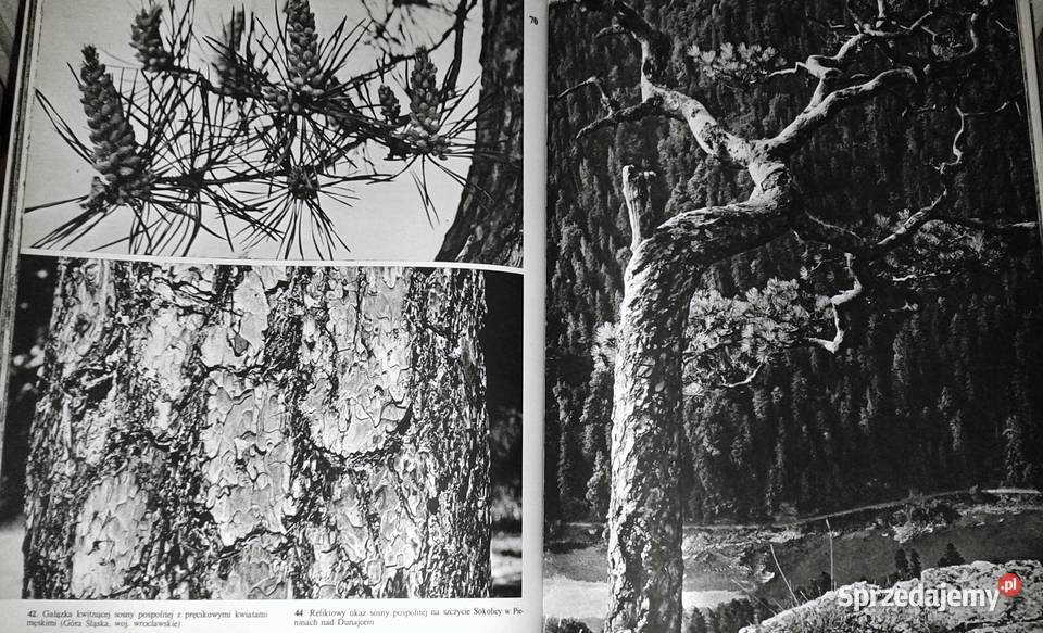 Nasze drzewa Władysław Strojny twarda z obwolutą Pozostałe Chełm