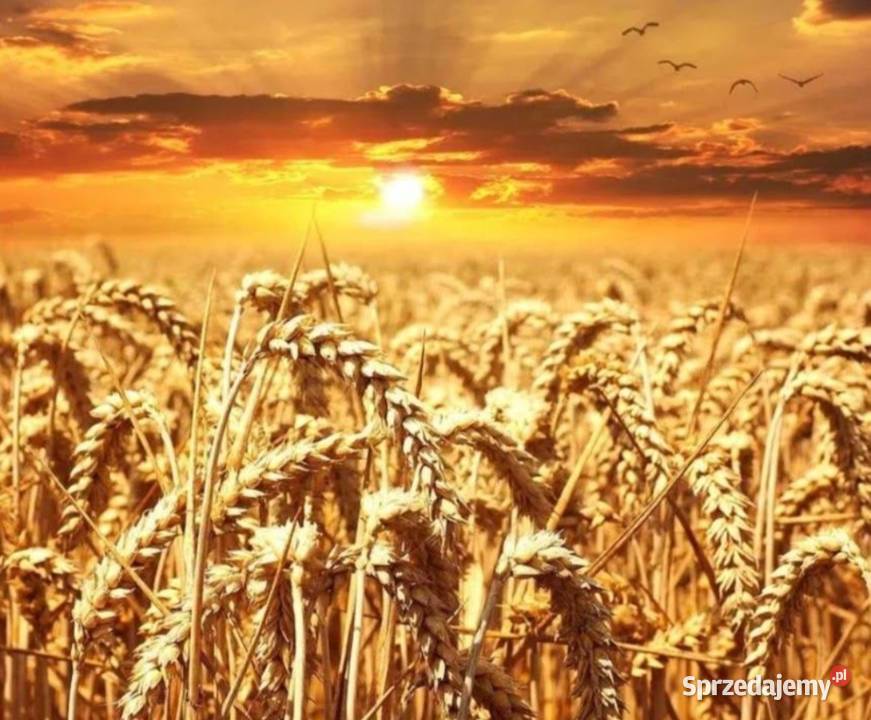 pszenica Brzeziny