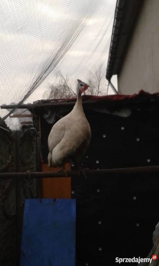 Sprzedam perliczki Kalisz