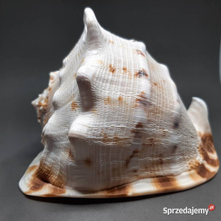 Muszla Przyłbica rogata Lublin sprzedam