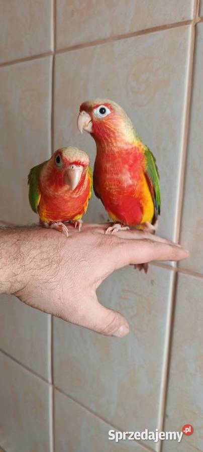 Papugi rudosterki ręcznie karmione Tychy