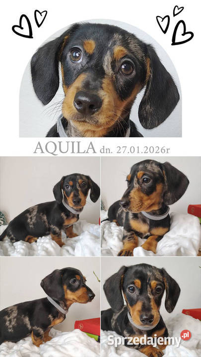 SUCZKA Jamnik krótkowłosy Czarna podpalana małopolskie Kraków sprzedam