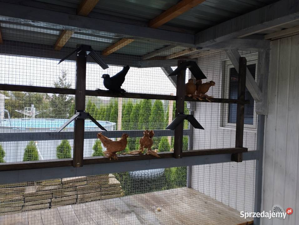 Wywrotka wschodniopruska Namysłów