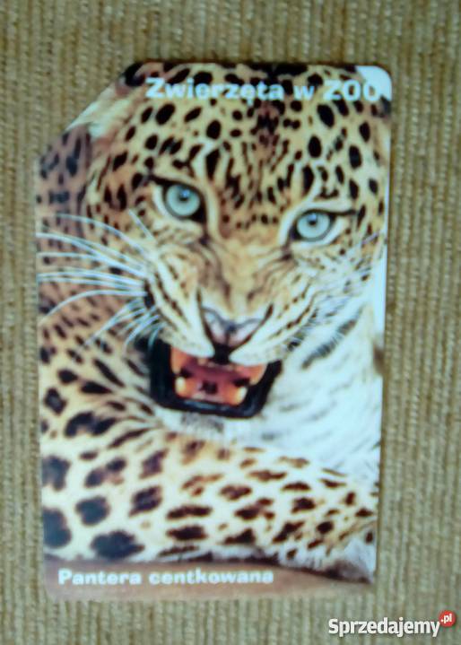 PANTERA CENTKOWANA GROŹNY SSAK DRAPIEŻNY Piszczac sprzedam