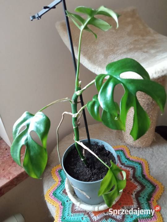 A może skrzydłokwiat Białystok