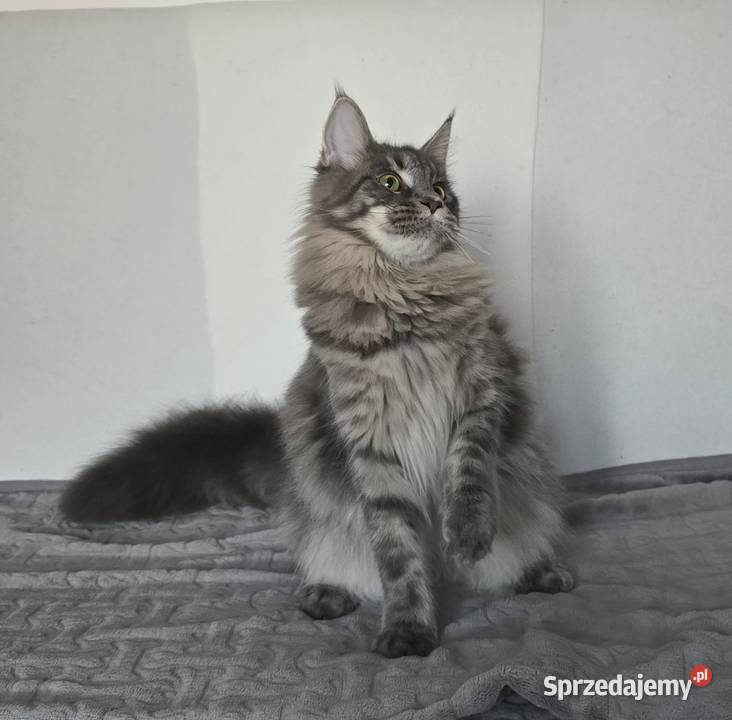 Koteczka Maine Coon Liri Maine Coon Kraków