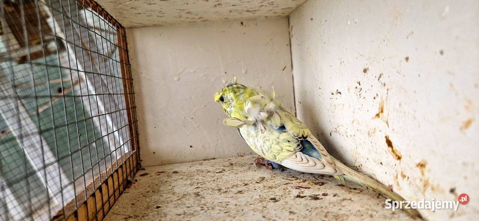 Papugi faliste helikoptery 2f Radzewo