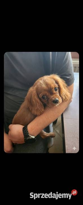 Cavalier king charls spaniel Wolica