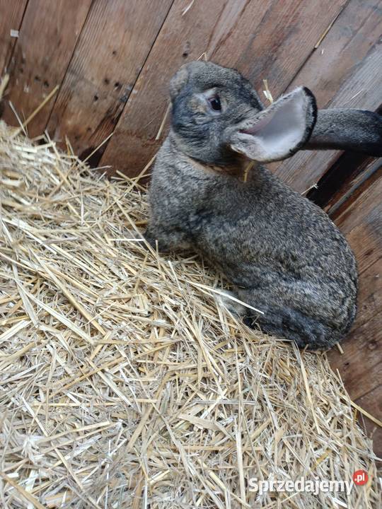Sprzedam króliki Pozostałe mazowieckie Machnatka sprzedam