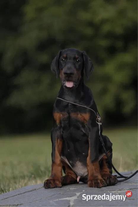 Wspaniałe szczenięta rasy doberman Warszawa sprzedam