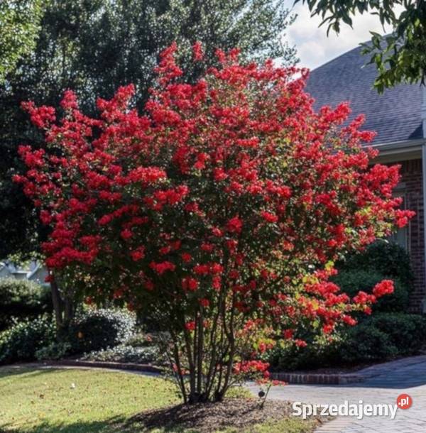 LAGERSTROEMIA MAGNIFICA RUBRA sadzonki w Ustronie