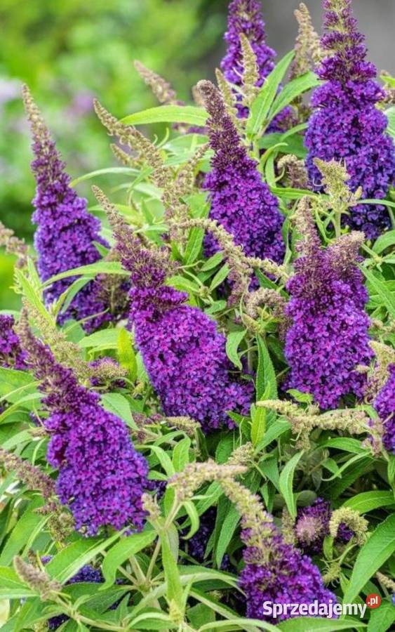 BUDLEJA BUTTERFLY CANDY LITTLE PURPLE sadzonki w Ustronie sprzedam