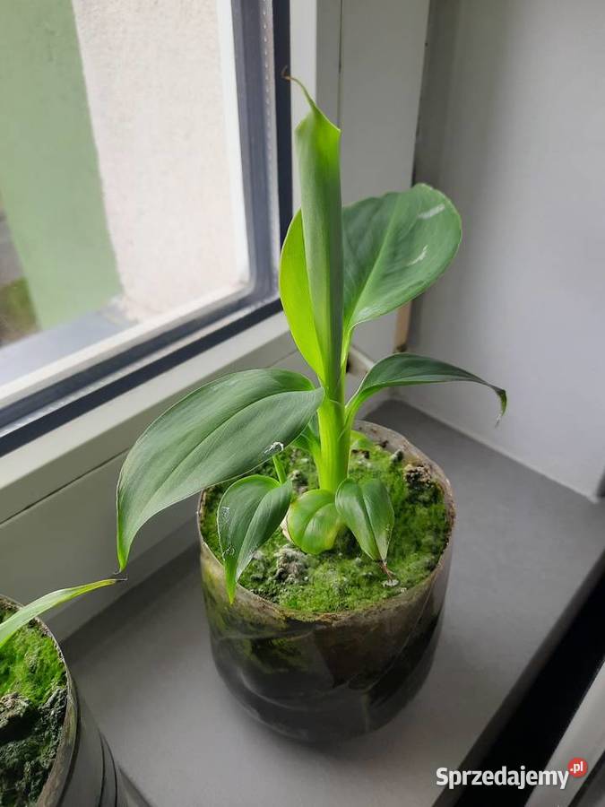 5 kwiatków bananowca Goleniów