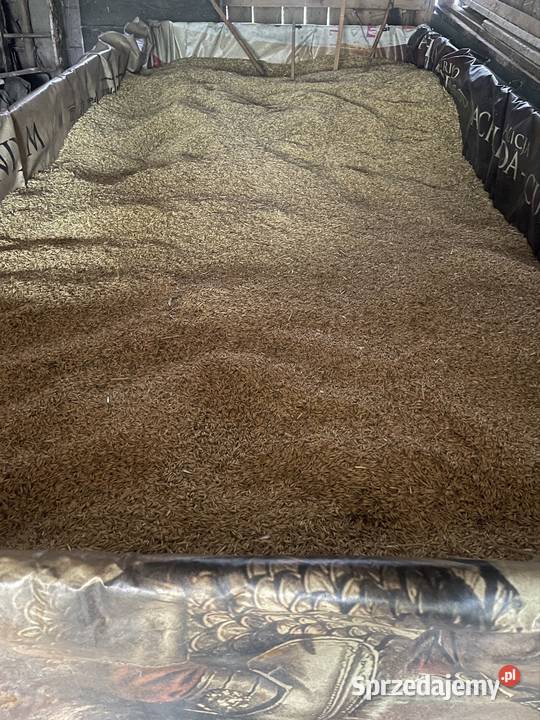 Zboże owies zbiór 2025r Wadowice