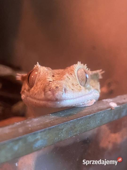 gekon orzęsiony odmiany dalmatian z terrarium Gady i płazy małopolskie Kraków