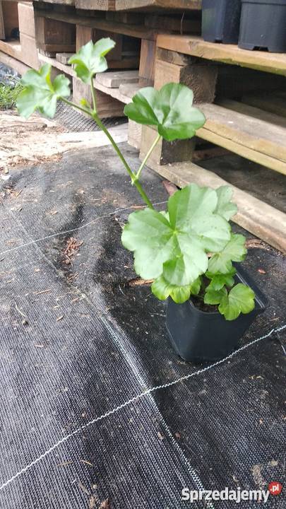 Sadzonki Pelargonia Nowe odmiany Kraków