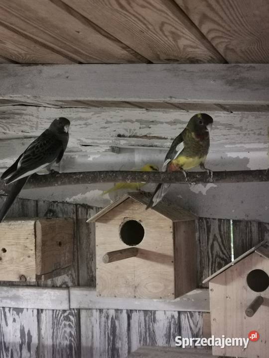 Ptaszki że zdięcia zmienią woliere Maryszewice sprzedam