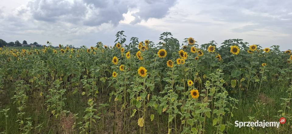 Słoneczniki ozdobne Lubelskie Lublin