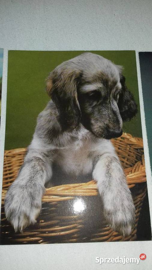 Kartki pocztowe z psami Krasnystaw sprzedam