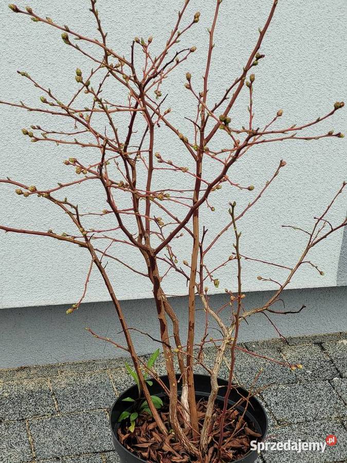 6 letnie ponad metrowe krzewy Borówki