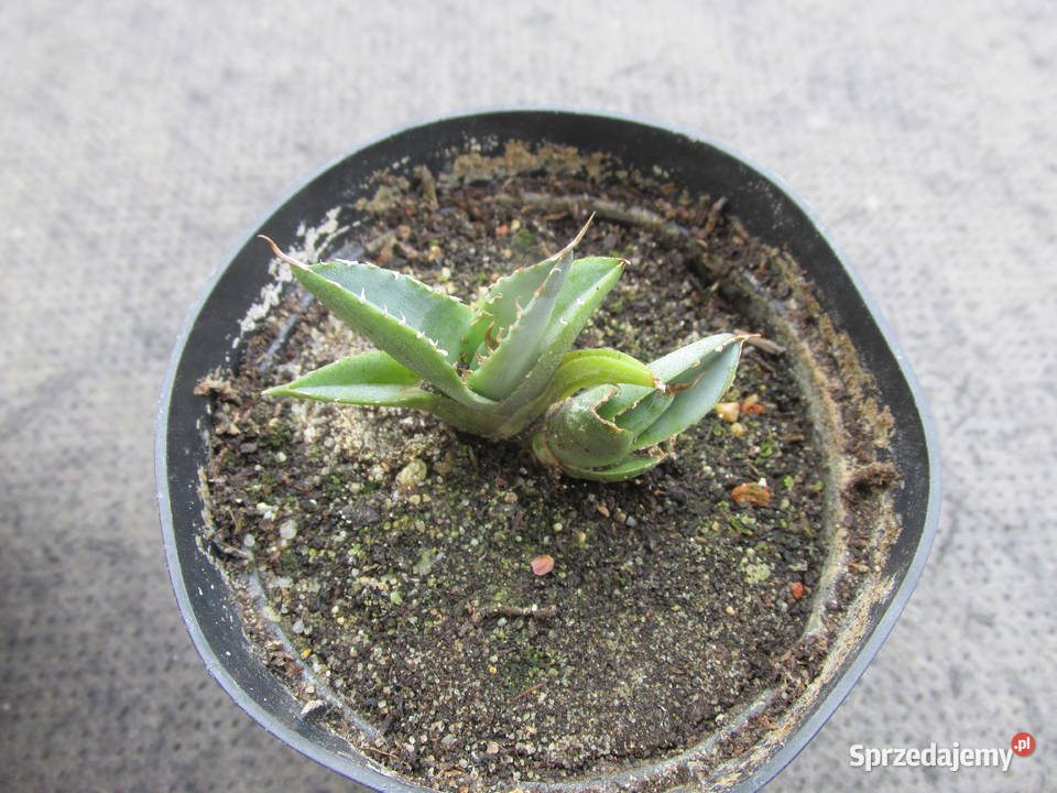 Unikatowa miniaturowa agawa agave titanota małopolskie