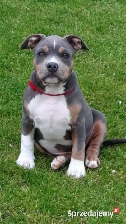 Amstaff piękne szczeniaki rodzice przebadane Dęblin