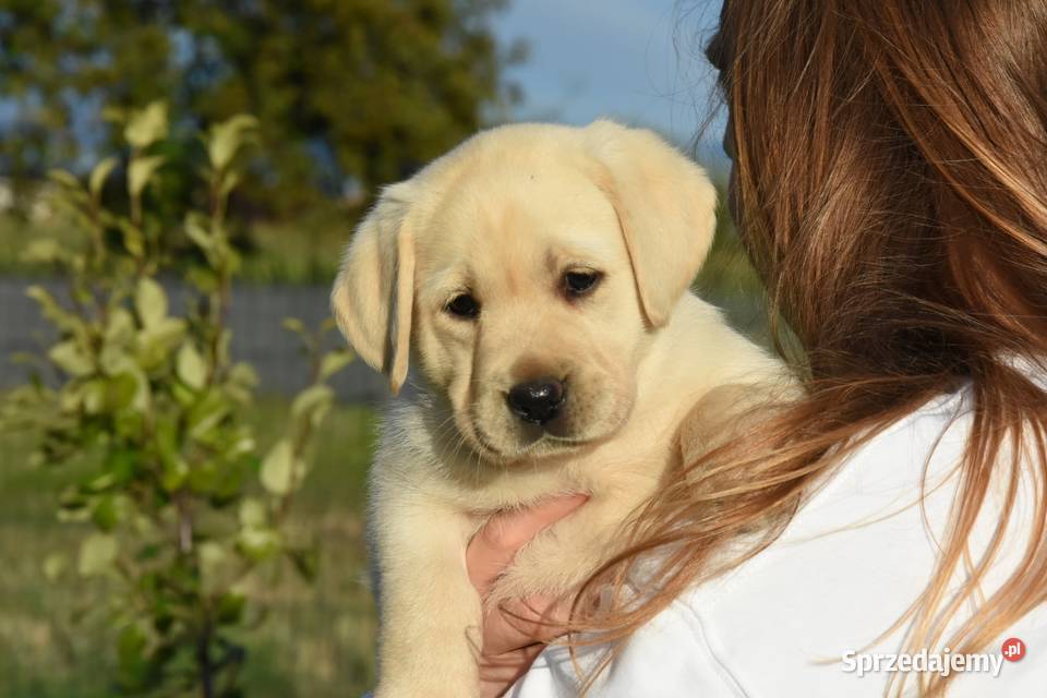 Labrador retriever FCIZKwP Labrador Mikstat