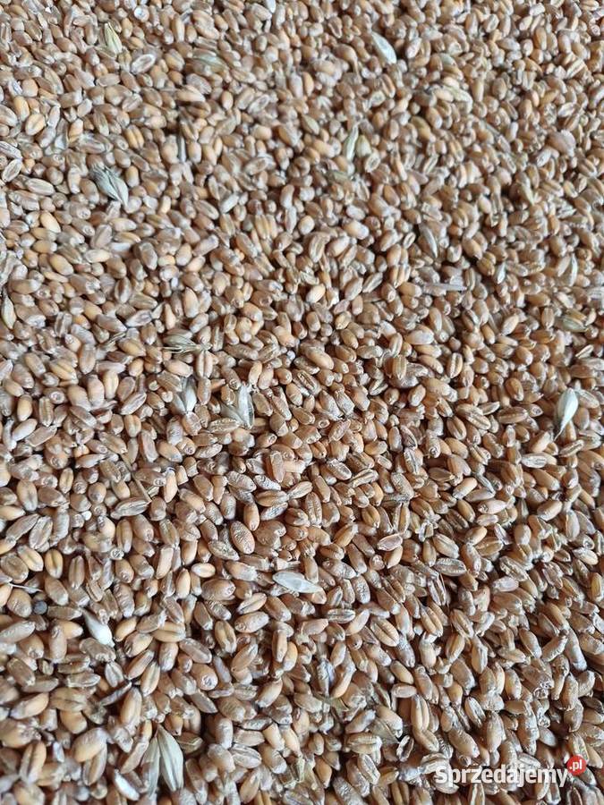 Pszenica Ozima Elektra łódzkie Wejsce