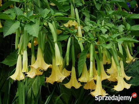 DATURY SADZONKI kwiaty doniczkowe ukorzenione Pozostałe Wyszogród