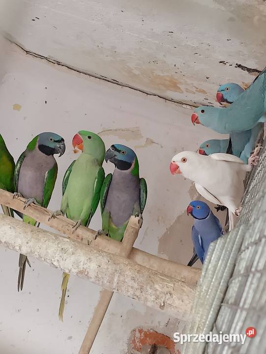 Aleksandretty chińskie wielkie obrożne opolskie Strzeleczki sprzedam