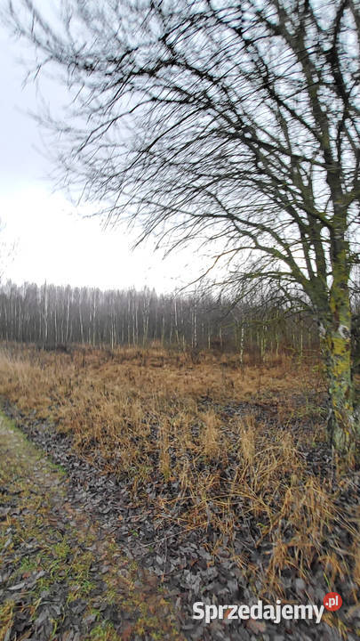 Syndyk sprzeda działkę rolną z lasem Smolanka