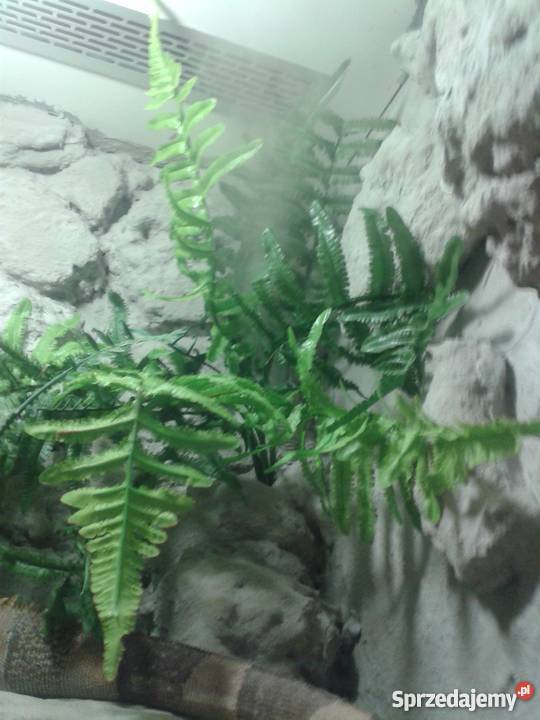 Terrarium legwana iguany duże ozdoba domu lokalu Przemyśl sprzedam